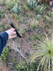 Xanthorrhoea acanthostachya