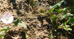 Convolvulus arvensis