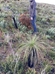 Xanthorrhoea acanthostachya