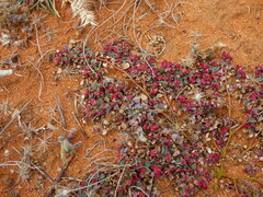 Euphorbia dallachyana