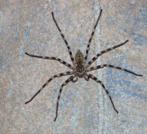 Walckenaer's Huntsman Spider