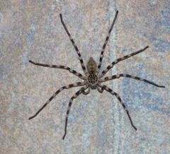 Eusparassus walckenaeri