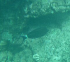 Acanthurus blochii