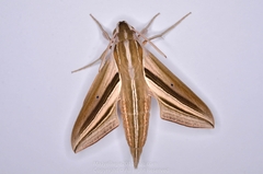Theretra oldenlandiae