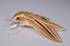 Theretra oldenlandiae
