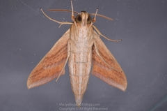 Theretra oldenlandiae