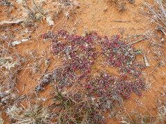 Euphorbia dallachyana