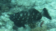 Epinephelus coeruleopunctatus