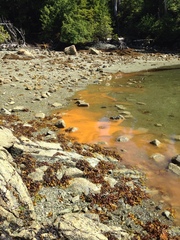 Noctiluca scintillans