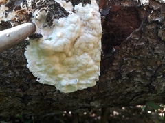 Gloeoporus pannocinctus