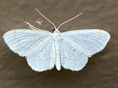 Idaea obfusaria