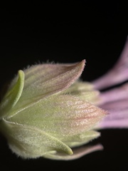 Monardella linoides oblonga