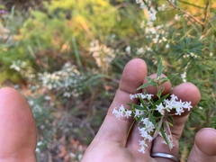 Leucopogon pimeleoides