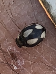 Hyperaspis fastidiosa