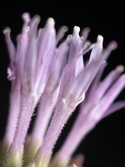 Monardella linoides oblonga