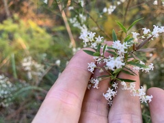 Leucopogon pimeleoides