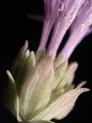 Monardella linoides oblonga