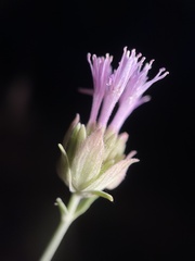 Monardella linoides oblonga