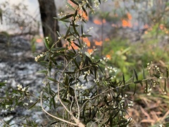 Leucopogon pimeleoides