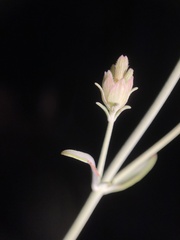 Monardella linoides oblonga