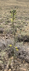 Erysimum capitatum var. purshii