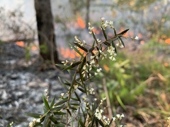 Leucopogon pimeleoides