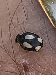 Hyperaspis fastidiosa