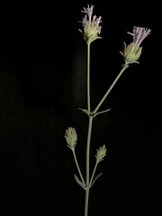 Monardella linoides oblonga