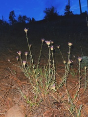 Monardella linoides oblonga