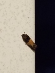 Epiblema tripartitana