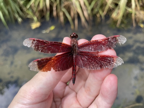 Subspecies Neurothemis ramburii ramburii · iNaturalist