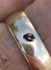 Hyperaspis fastidiosa