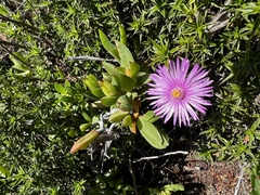 Ruschia promontorii