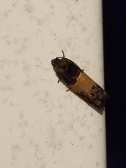 Epiblema tripartitana