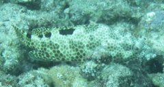 Epinephelus spilotoceps