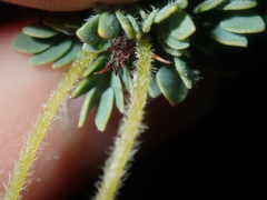Acacia moirii recurvistipula