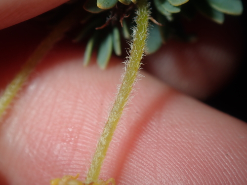 Image of Acacia moirii by (c) Thomas Mesaglio, some rights reserved (CC BY)