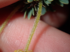Acacia moirii recurvistipula