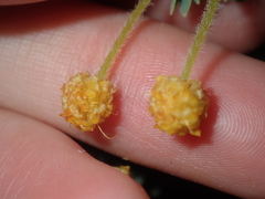 Acacia moirii recurvistipula