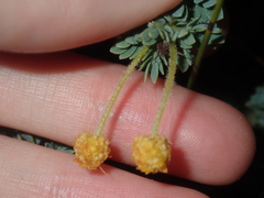 Acacia moirii recurvistipula