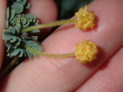 Acacia moirii recurvistipula