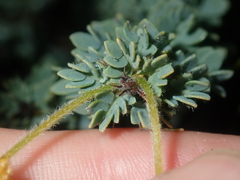 Acacia moirii recurvistipula