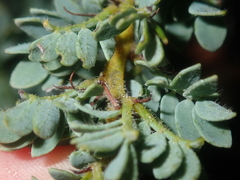 Acacia moirii recurvistipula