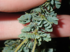 Acacia moirii recurvistipula