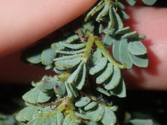 Acacia moirii recurvistipula