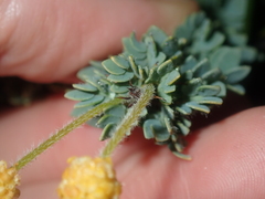 Acacia moirii recurvistipula