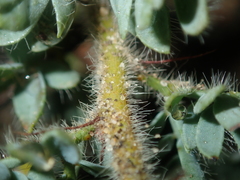 Acacia moirii recurvistipula