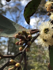 Eucalyptus burgessiana