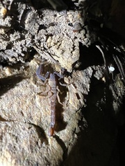 Pseudouroctonus moyeri