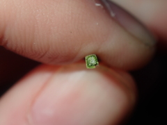 Xanthorrhoea drummondii